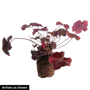 Electric Plum Heuchera | Spring Hill Nurseries