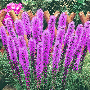 Mighty 200 Summer Bulb Garden