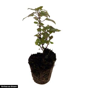 Ghost Lamium