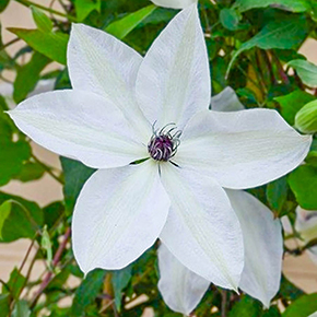 Clematis Tsukiko™