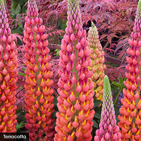Westcountry™ Lupine Trio