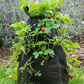 Grow Tub™ Strawberry Tower™