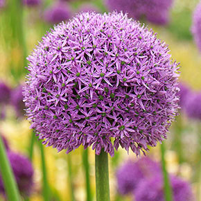hoekpunt Darts Gewoon Flower Bulbs for Sale Online - Shop Spring Bulbs | Spring Hill
