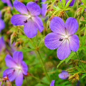 Blue Fusion Everblooming Hardy Geranium