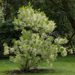 Native Flowering Shrubs: White Fringetree from Spring Hill