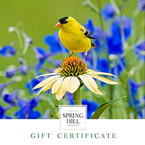 E-Gift Certificate – Goldfinch Design