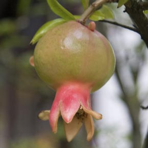 Dwarf Pomegranate Tree Producing Fruit