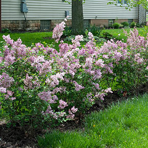 A line of blooming Josee Lilac Shrubs