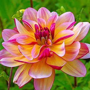 Dark Butterfly Dahlia