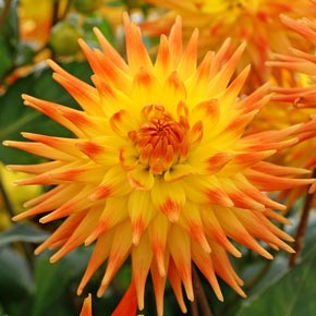 Rising Sun Dahlia