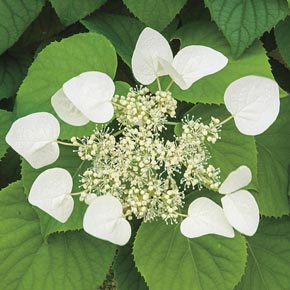 Moonlight Hydrangea Vine