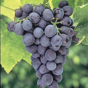 Concord Grape