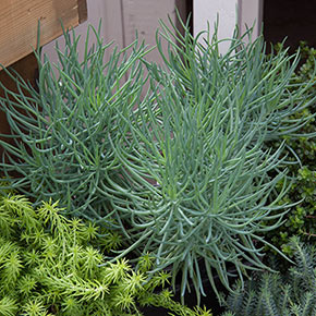 Kilimanjaro Plant