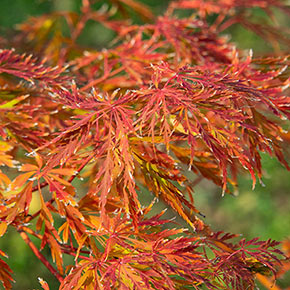 Ice Dragon<sup>®</sup> Japanese Maple Tree