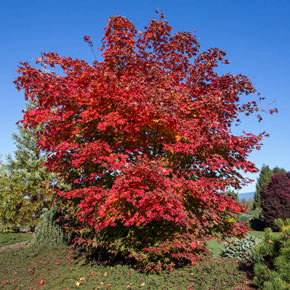North Wind<sup>®</sup> Japanese Maple Tree