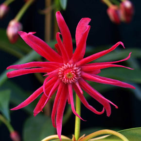 Illicium Star Flower Scorpio