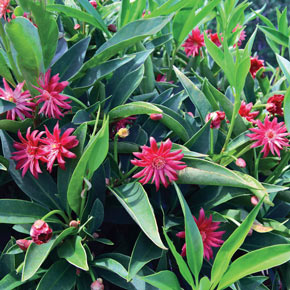 Illicium Star Flower Scorpio