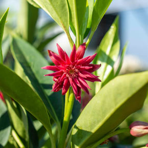Illicium Star Flower Scorpio