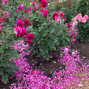 Celestial Night™ Floribunda Rose