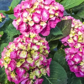 Hydrangea Forever & Ever Pink Flamingo - Shrubs | Spring Hill Nurseries