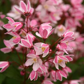 Yuki Cherry Blossom<sup>®</sup> Deutzia