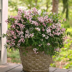 Yuki Cherry Blossom<sup>®</sup> Deutzia