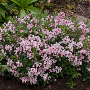 Yuki Cherry Blossom<sup>®</sup> Deutzia