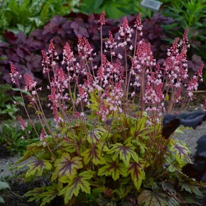 Eye Spy Heucherella