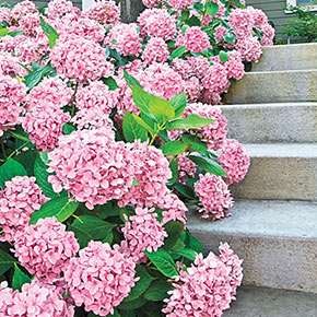 Forever Pink Hydrangea