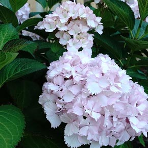 Vintage Blush Hydrangea