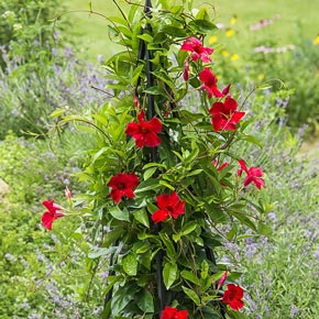 Sun Parasol<sup>®</sup> Pretty Crimson Mandevilla
