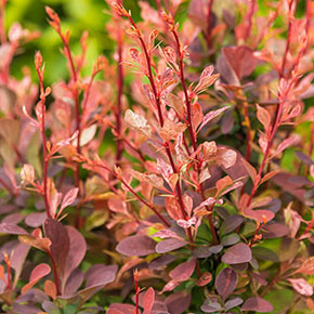 Rose Glow Barberry Hedge