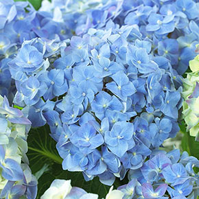 Blue Heaven Hydrangea