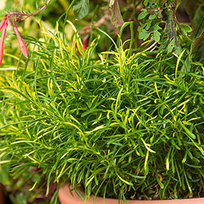 Gold Threads Alternanthera