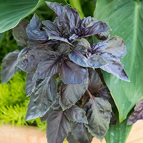 Dark Opal Basil
