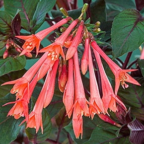 Gartenmeister Fuchsia
