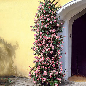 Zéphirine Drouhin Climbing Rose