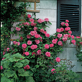 Zéphirine Drouhin Climbing Rose