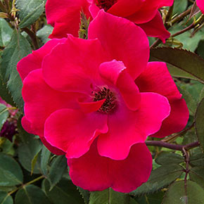 Jumbo Double Knock Out Rose
