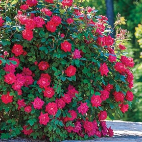 Jumbo Double Knock Out Rose