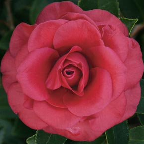 Tom Knudson Camellia