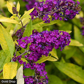 Butterfly Bush Trio
