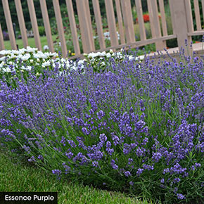 I Love Lavender Collection