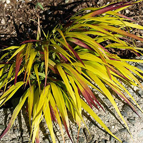 SunFlare™ Japanese Forest Grass