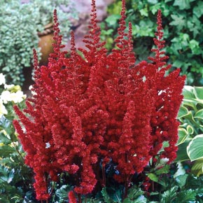 Astounding Astilbe Collection