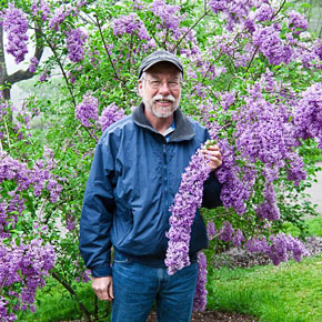 'Lilac Sunday' Lilac Shrub