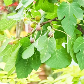 Improved Brown Turkey Fig