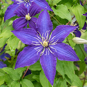 Clematis Rhapsody 