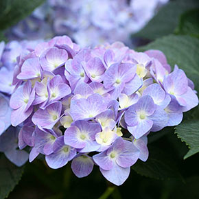 Let's Dance<sup>®</sup> Blue Jangles<sup>®</sup> Reblooming Hydrangea