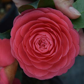 Jerry Hill Camellia